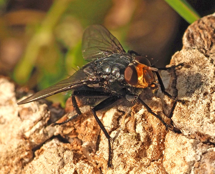 Totenfliege, Cynomya mortuorum